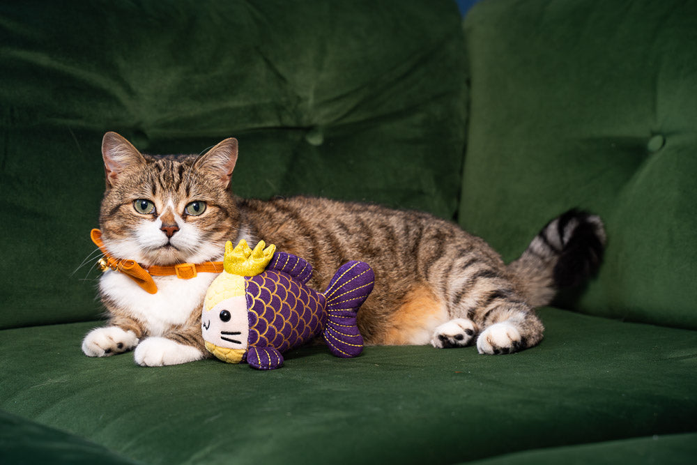 Silvervine Cat Benefits vs Catnip: The Full Safety Guide