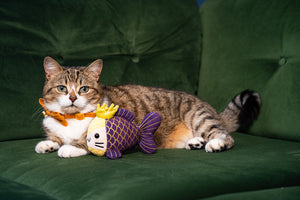 Silvervine Cat Benefits vs Catnip: The Full Safety Guide