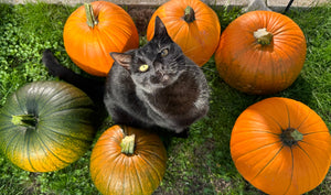 Keeping Our Cats Calm This Halloween and Bonfire Night 🎃