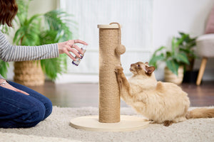 How to Look After a Cat: The Complete Guide