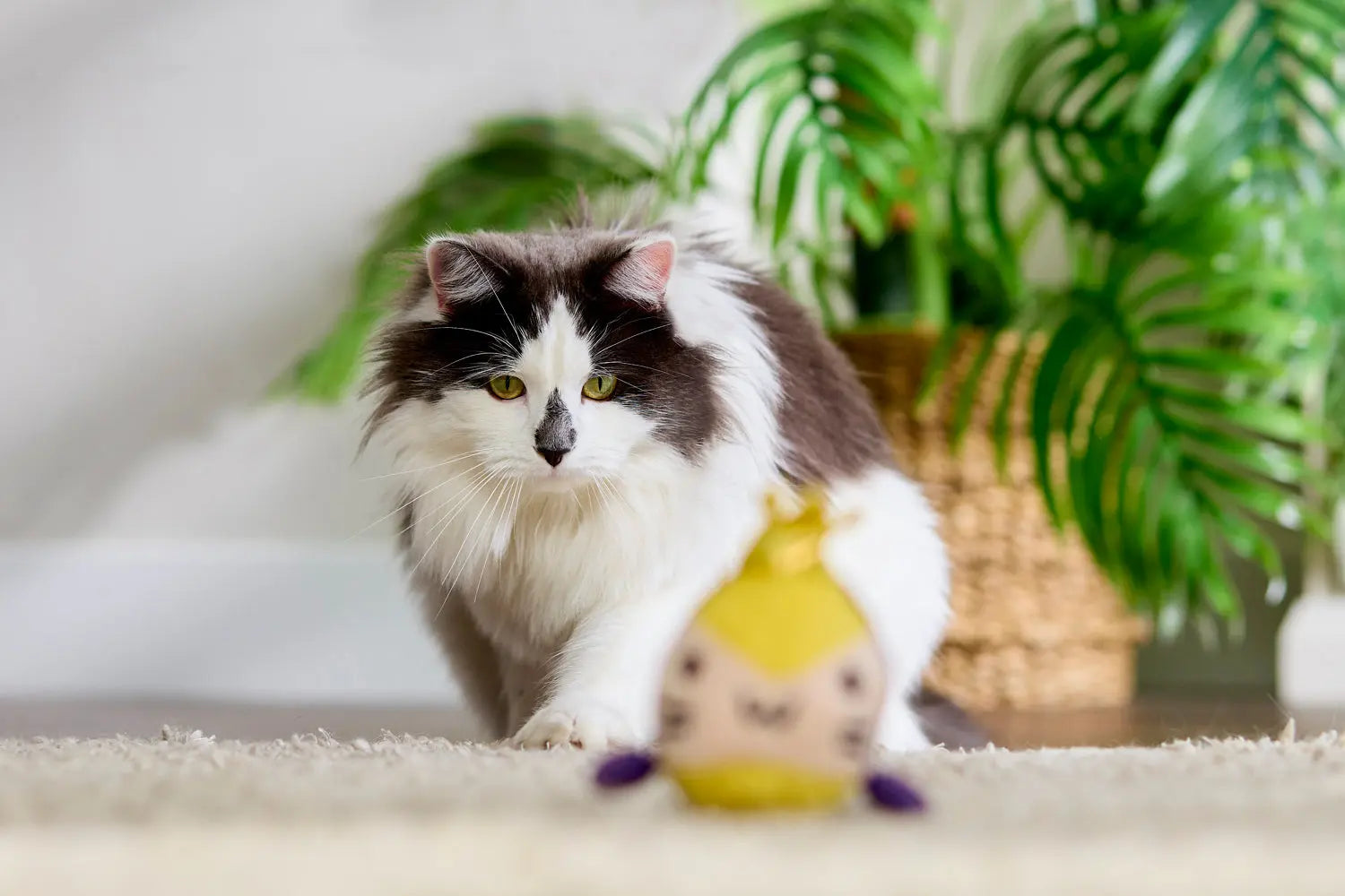 Elderly Cat Care: Signs, Needs & What to Do