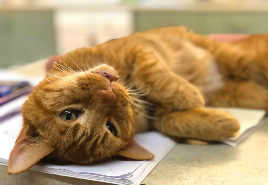 Can Catnip Help an Anxious Cat? A Look at Enrichment That Actually Works