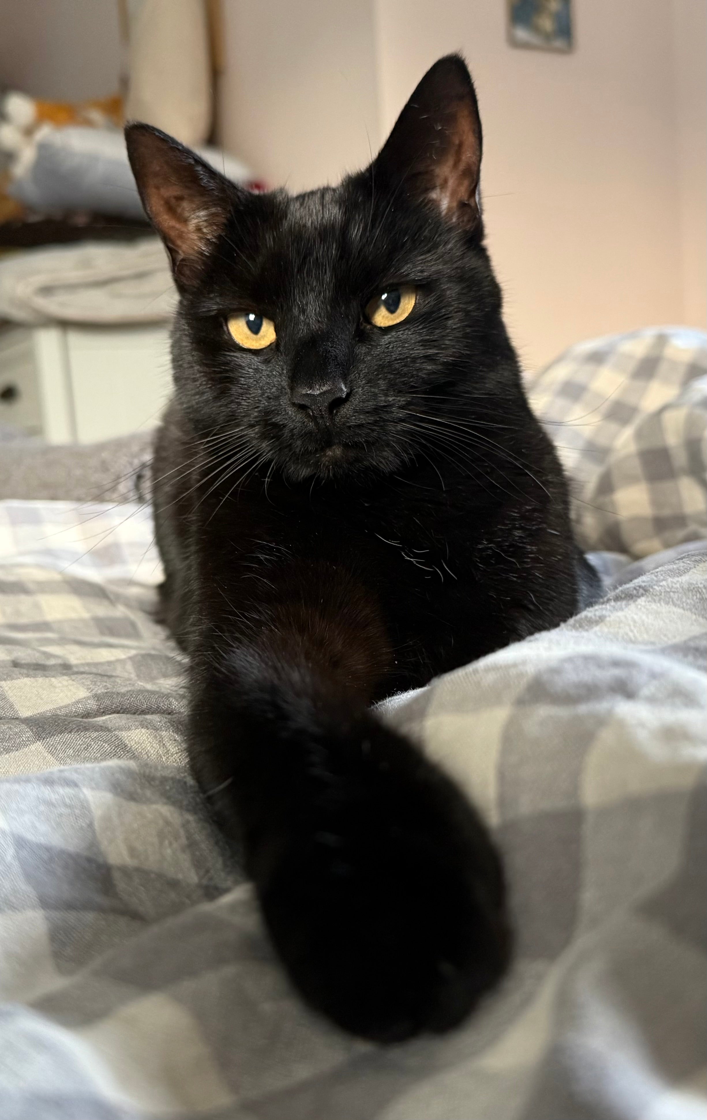 Celebrating Black Cats This October: Giving Every Cat the Chance of a Loving Home 🐈‍⬛