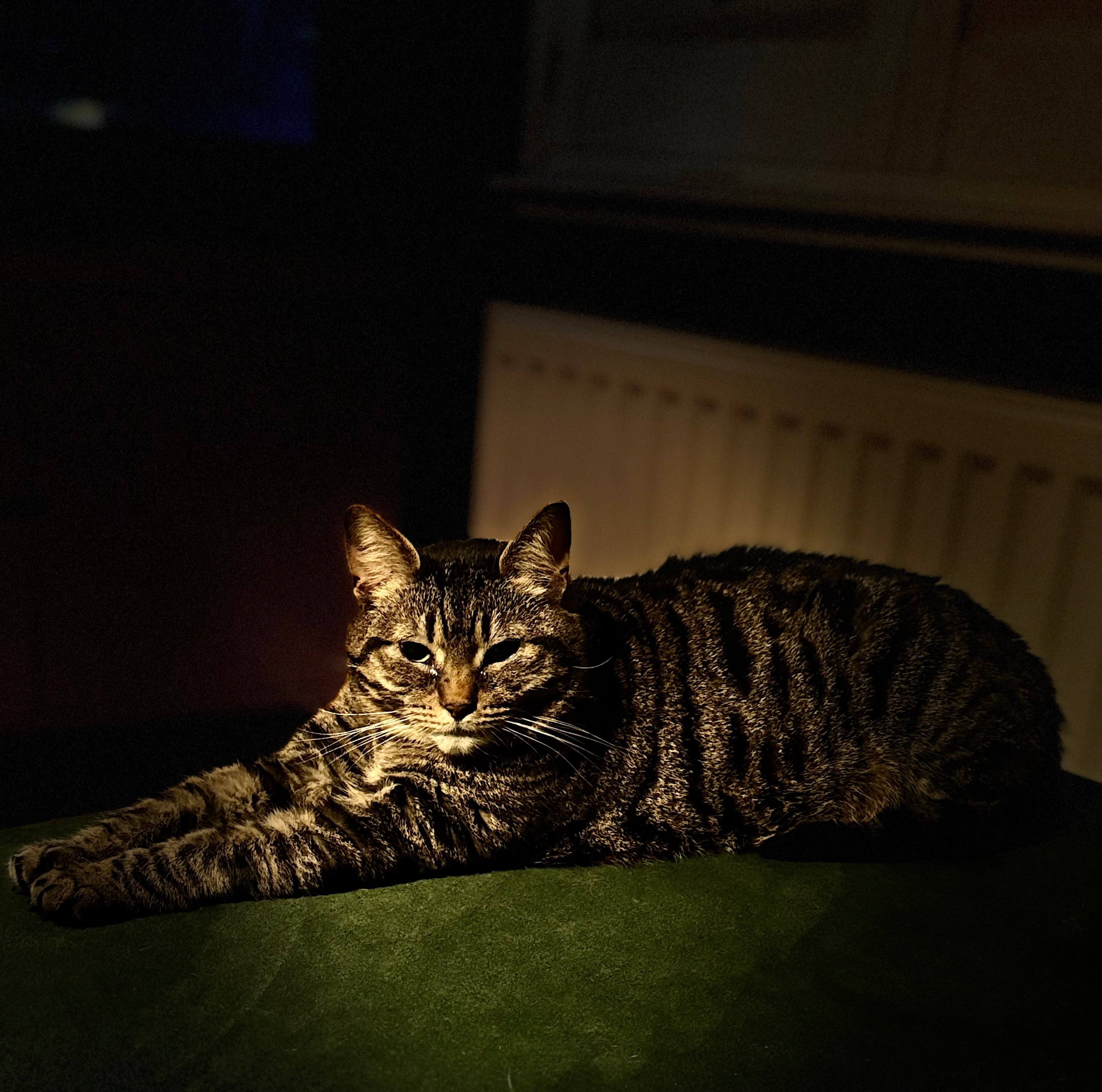 tiger
