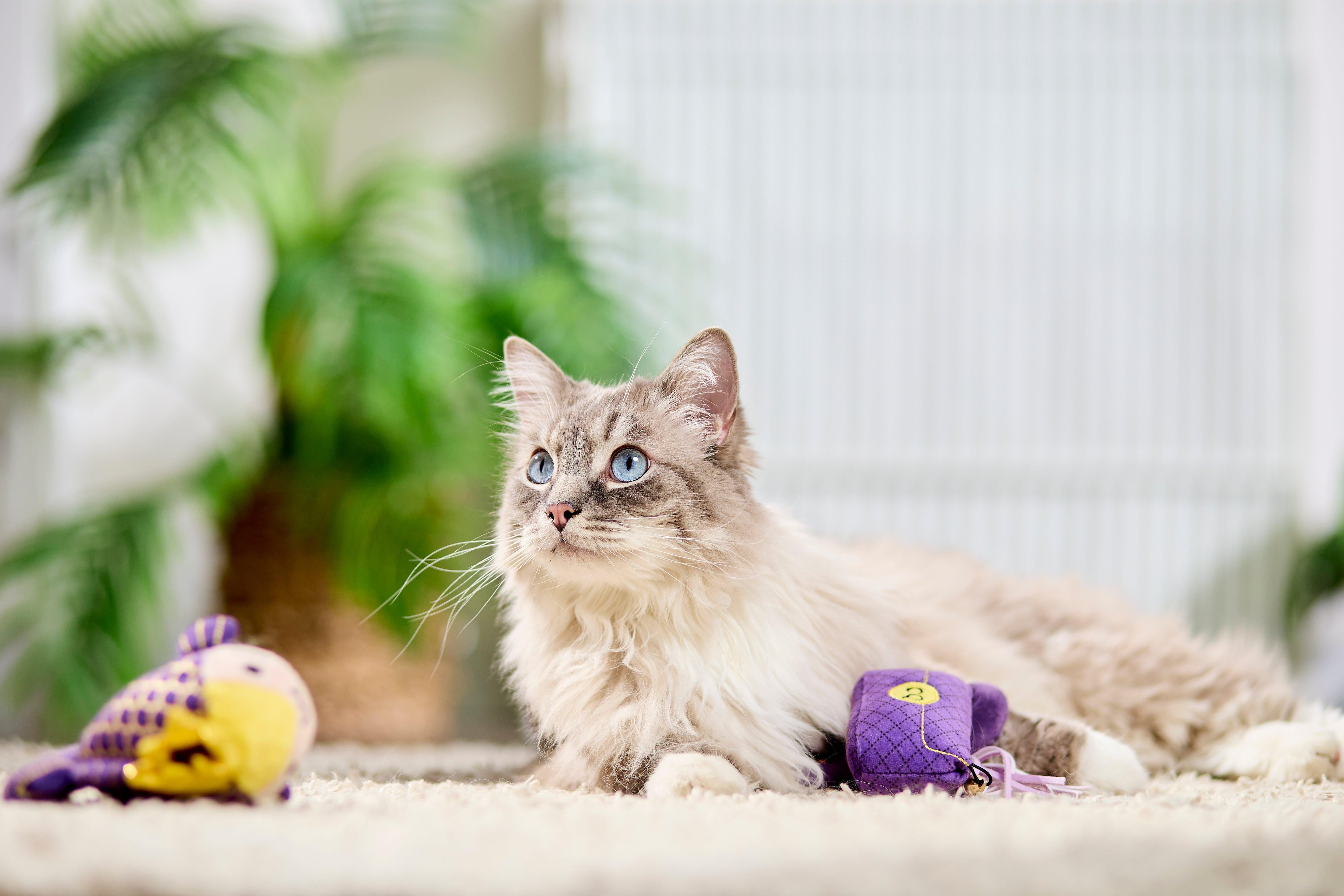 The Designer Clutch & Elixir Duo Bundle - Catnip Toy plus Catnip & Silvervine Spray 50ml.